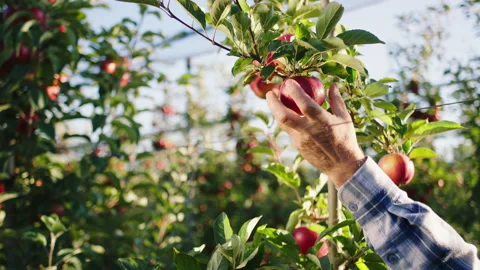 Closeup to the camera in a sunny day old man farmer in the apple orchard pickup Stock Footage 169924862