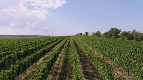 Closeup to the camera through the vineyard field taking video closeup concept of Stock Footage 150904944