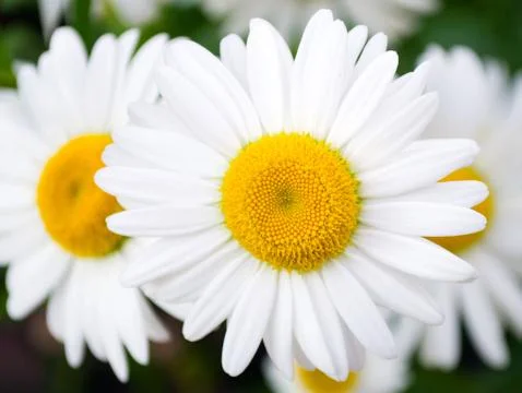 Closeup camomile Foto stock