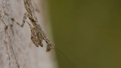 Closeup of a camouflaged praying mantis on the side of a tree Stock Footage 238687162
