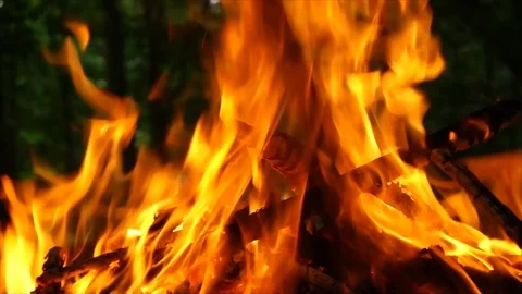 Closeup of Campfire Burning in the Forest. Fire Burning Wood in the Campfire Stock Footage 109580477