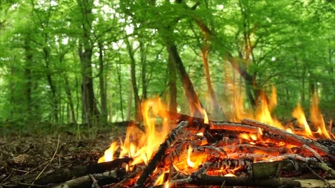 Closeup of Campfire Burning in the Forest. Fire Burning Wood in the Campfire Stock Footage 109580691