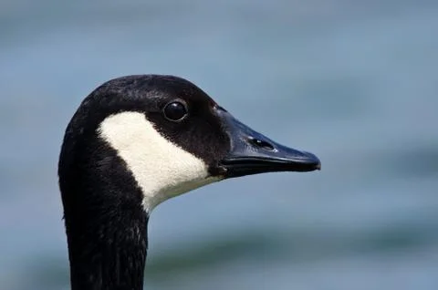 Closeup of Canada Goose Foto stock