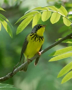 Closeup of Canada Warbler with opened beak perched on tree branch Stock Photos