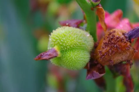 Closeup of canna at spring Stock Photos