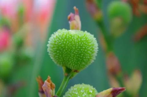 Closeup of canna at spring Stock Photos