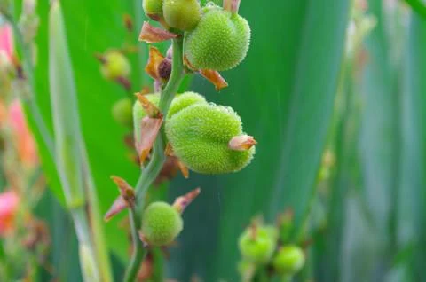 Closeup of canna at spring Stock Photos