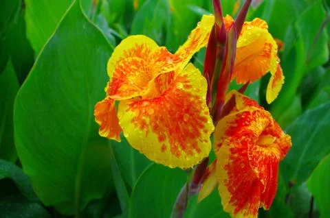 Closeup of canna at spring Stock Photos