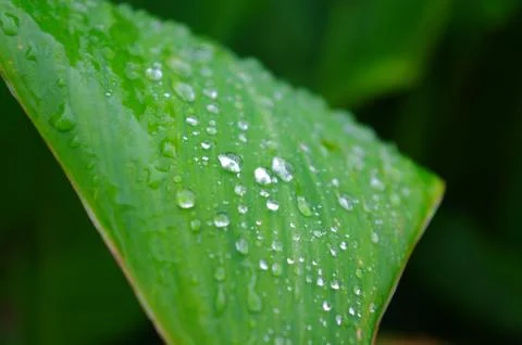 Closeup of canna at spring Stock Photos