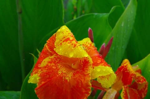 Closeup of canna at spring Stock Photos