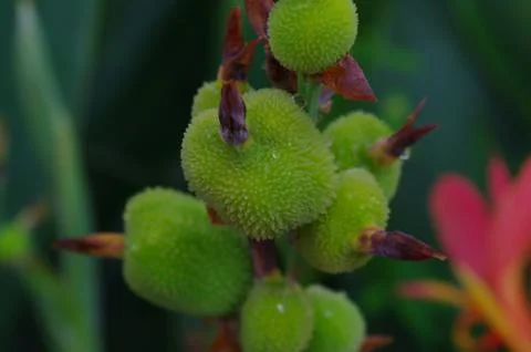 Closeup of canna at spring Stock Photos
