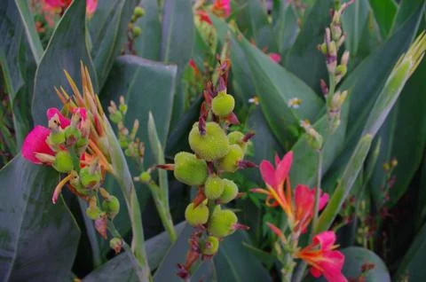 Closeup of canna at spring Stock Photos