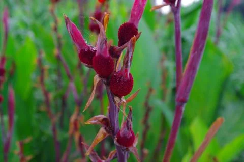 Closeup of canna at spring Stock Photos