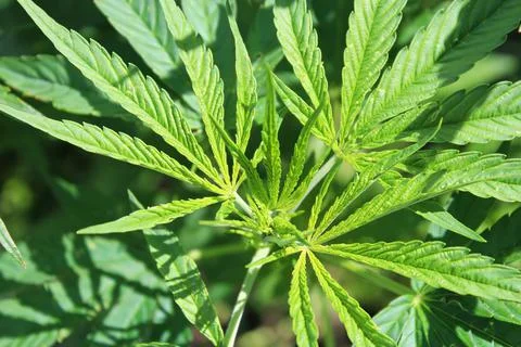 Closeup of Cannabis leaf tips without any buds Stock Photos