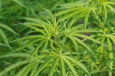 Closeup cannabis tree Stock Photos