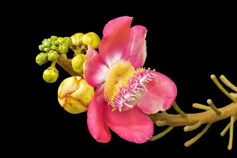 Closeup of cannonball tree Stock Photos