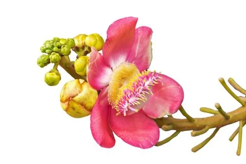 Closeup of cannonball tree Stock Photos