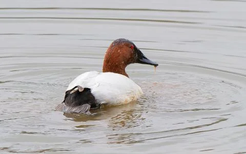 Closeup of Canvasback duck 写真素材