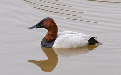 Closeup of Canvasback duck 写真素材