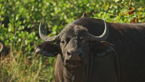 Closeup of a Cape buffalo cow looking alert into the camera while an oxpecker 스톡 동영상 342996554