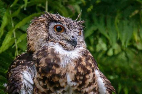 Closeup of a cape eagle-owl raptor bird of prey Stock Photos