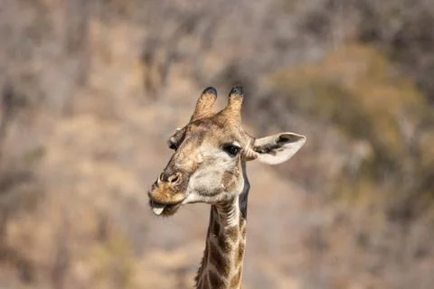 A closeup of a Cape giraffe pulling funny faces while eating. Stock Photos