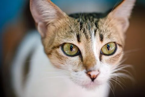 A CloseUp of a Captivating Cat Featuring Striking Green Eyes, Full of Charm and Stock Photos