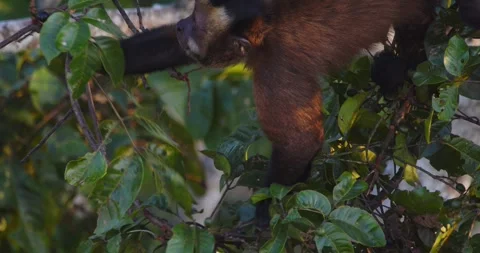 Closeup of capuchin monkey gathering and eating fruit spitting seeds from the Video stock 296785901