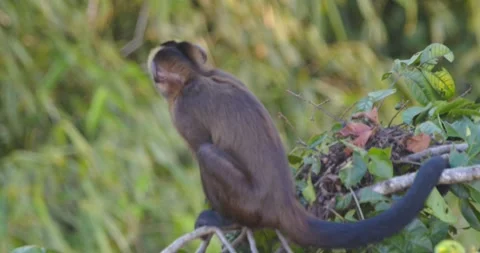 Closeup of capuchin monkey walking on the tree trying to find the right fruit Video stock 296785929