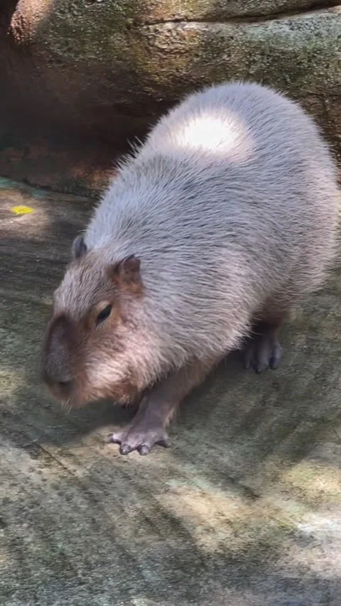 Closeup of a capybara standing on a rocky surface Stock-Footage 334824323