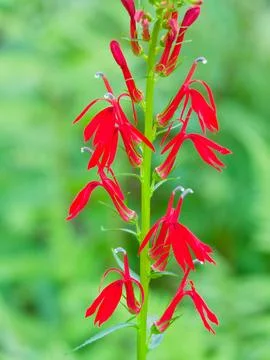 Closeup of cardinal flower 스톡 사진