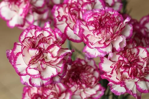 Closeup of Carnations Foto stock