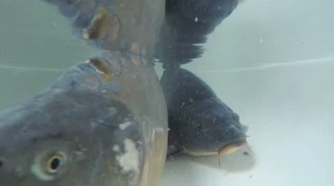 Closeup of Carp fish underwater 動画素材 65015168