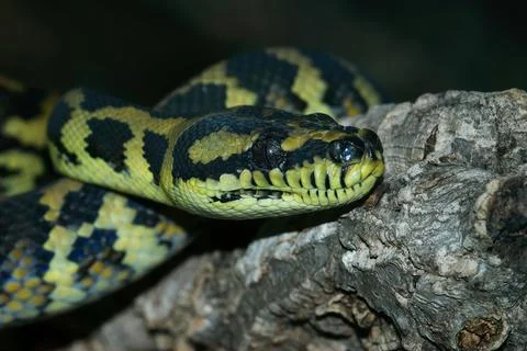 Closeup on a Carpet python, Morelia spilota harrisoni Stock Photos