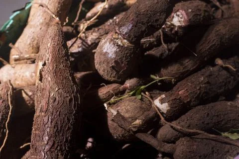 Closeup, Cassava root isolated in basket on dark background Stock Photos