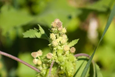 Closeup of castor bean with selective focus on foreground Stock Photos