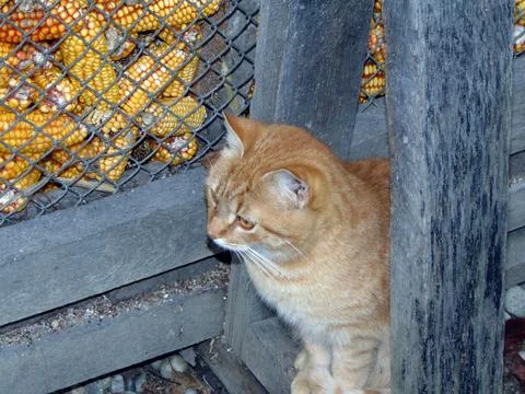 Closeup of a cat - animals 库存照片