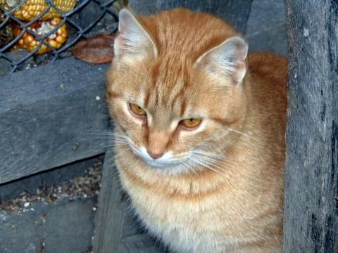 Closeup of a cat - animals 스톡 사진