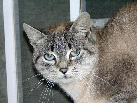 Closeup of a cat - animals 스톡 사진