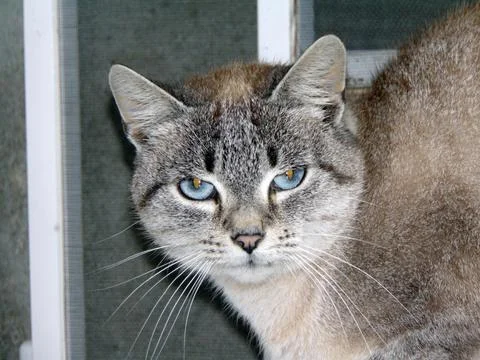 Closeup of a cat - animals Fotos Stock
