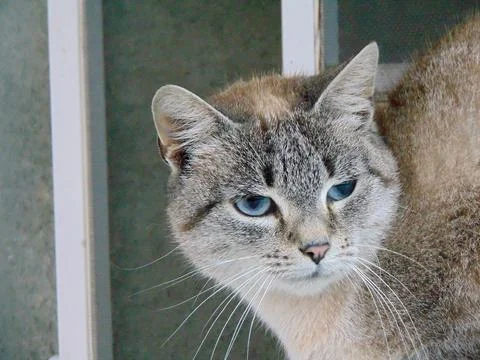 Closeup of a cat - animals Фото