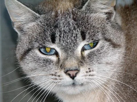 Closeup of a cat - animals 库存照片