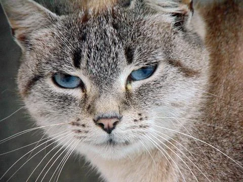 Closeup of a cat - animals 스톡 사진
