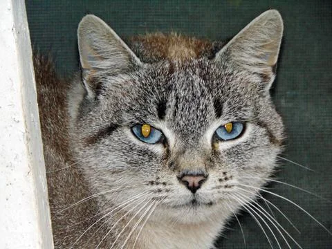 Closeup of a cat - animals Foto stock