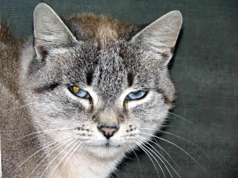 Closeup of a cat - animals Stock-Fotos