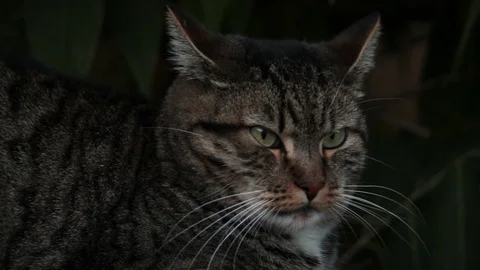 Closeup of cat body Stock Footage 82968446