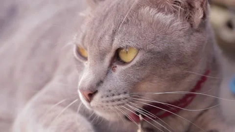 Closeup of cat, cat eyes Stock Footage 224431565