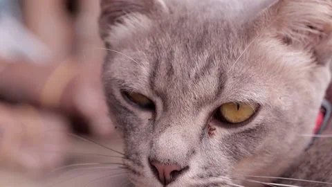 Closeup of cat, cat eyes Stock Footage 224431580