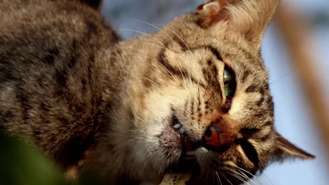 Closeup of a cat chewing tree branch in winter morning Stock Footage 330585039