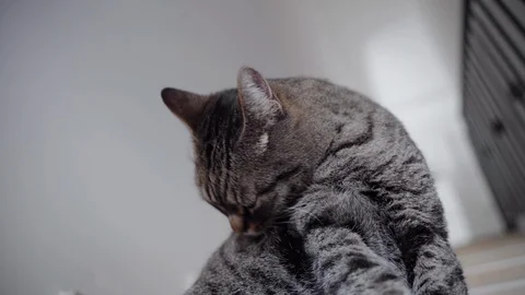 Closeup of a Cat cleaning itself Video stock 122334934